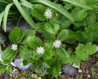 Chloranthus_japonicus__...__22.4.15_016.jpg
