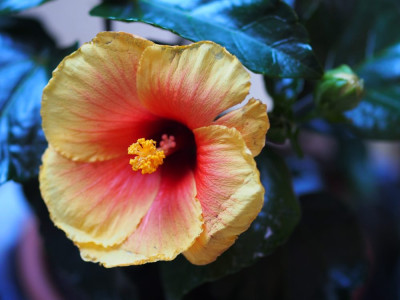 HibiskusNewApollo1_2015.jpg
