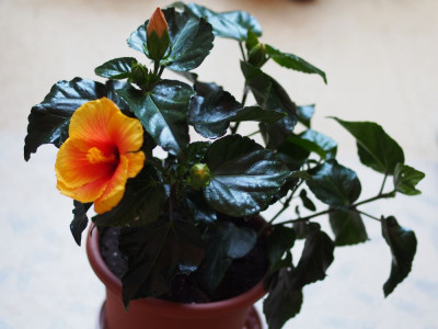HibiskusNewApollo2_2015.jpg