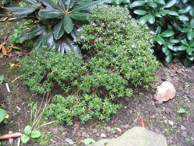 Rhododendron_impeditum_2_Hortu.jpg