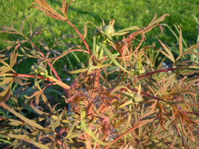 lennei_alba_und_paeonie_delavayii_220415_005.JPG