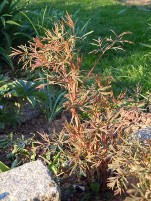 lennei_alba_und_paeonie_delavayii_220415_003.JPG