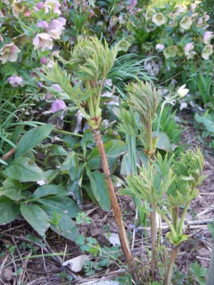 lennei_alba_und_paeonie_delavayii_220415_006.JPG