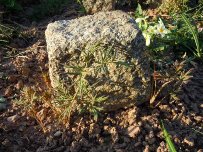 lennei_alba_und_paeonie_delavayii_220415_001.JPG