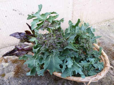 ernte_150422_1.jpg