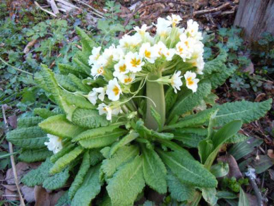 lennei_alba_und_paeonie_delavayii_220415_015.JPG