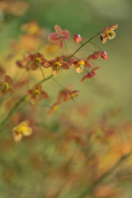 Epimedium_x_warleyense_04.jpg