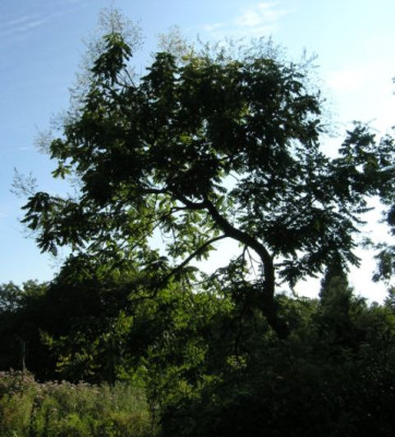 Koelreuteria_paniculata_Habitus_im_Gegenlicht.jpg