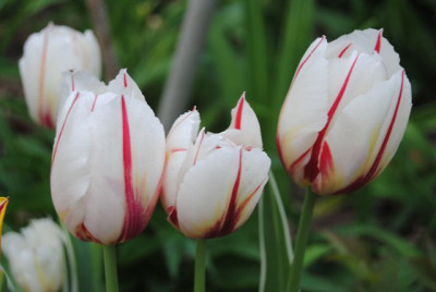 k-tulpen_095.jpg