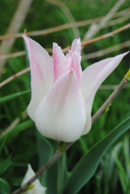 k-tulpen_119.jpg