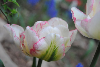 k-tulpen_103.jpg