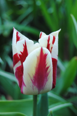 k-tulpen_111.jpg