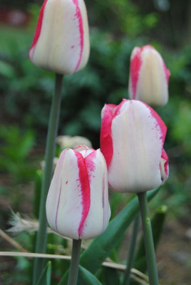 k-tulpen_122.jpg