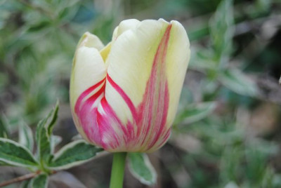 k-tulpen_125.jpg