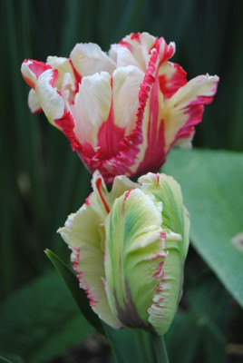 k-tulpen_129.jpg