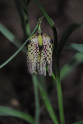 k-tulpen_106.jpg