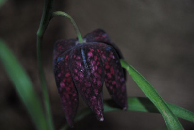 k-tulpen_105.jpg