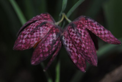 k-tulpen_100.jpg