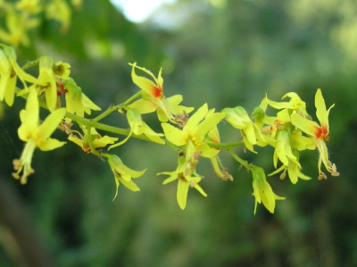 Koelreuteria_paniculata_Bluete.jpg