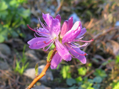 Rhododendron_canadense_1024x768.jpg