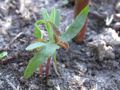 Acer_griseum_slg_1024x768.jpg
