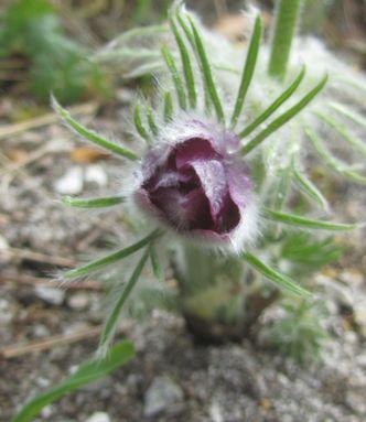 P.rubra-ax2.jpg