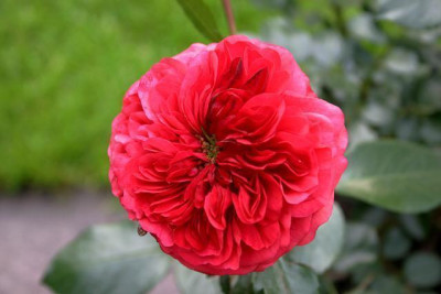 Rose_Out_of_Rosenheim0210a.jpg