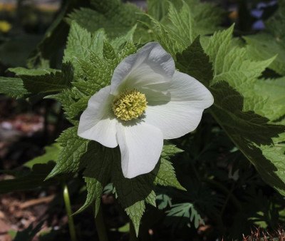 IMG_3141_eGlaucidium_palmatum.JPG