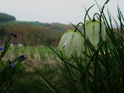 fritilaria_meleagris_alba.jpg