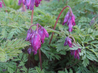 Mutters_Dicentra_1024x768.jpg