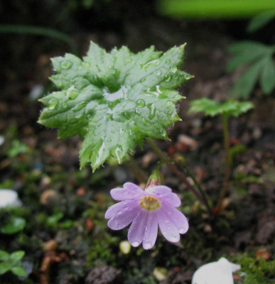 Primula_takedana_f._rosea___...__25.4.15_022.jpg