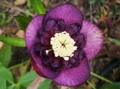 14_anemone_rot_v.l.jahr..jpg