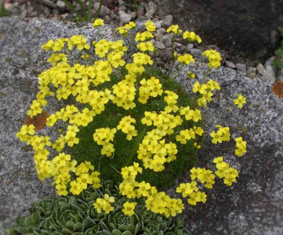 Draba_bryoides_var.__imbricata_25.04.15.jpg