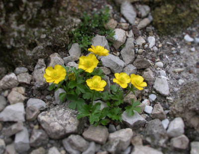 Ranunculus_montanus_Rotters_Gold_25.04.15.jpg
