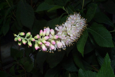 Clethra_alnifolia.jpg