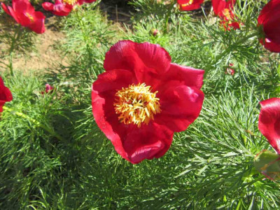 einfache_tenuifolia.jpg
