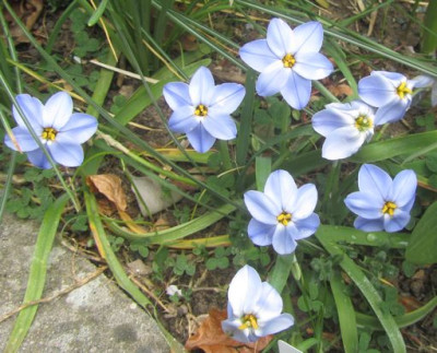 Ipheion_Rolf_Fiedler.jpg