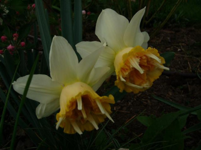 Pq1030018.JPG