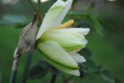 k-tulpen_099.jpg