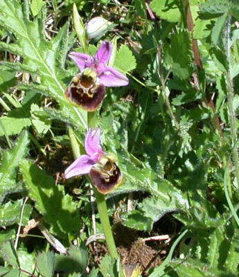 Hummel-Ragwurz_9711_70.jpg