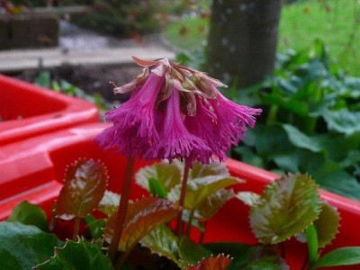 Shortia_soldanelloides_dunkel_rot_2015.jpg