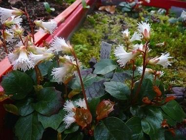 Shortia_soldanelloides_f._leucanthum_2015.jpg