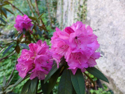 Rhododendron_arboreum_fars_2014.jpg