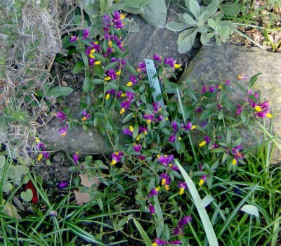 kreuzblume-oirlich-270314.jpg