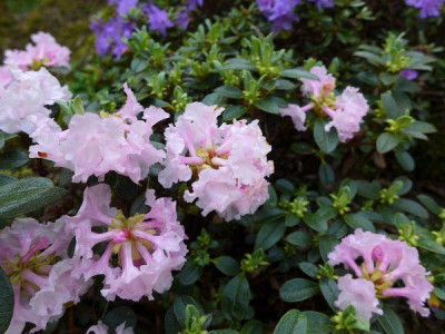 Rhododendron_cephalantum_var._crebreflorum_fars_2015.jpg