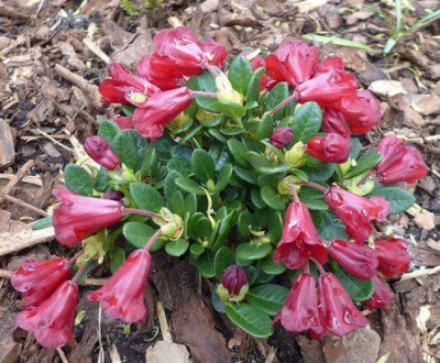 Rhododendron_Carmen_fars_2015.jpg