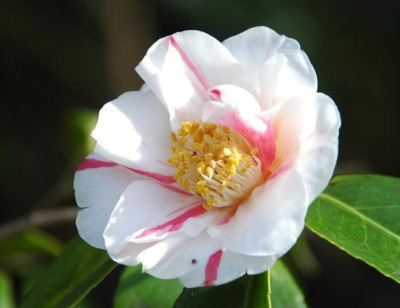DSC_0395---Taiyo-Nishiki_.jpg