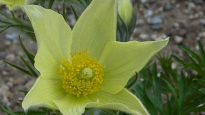 P.flavescens_2015.jpg