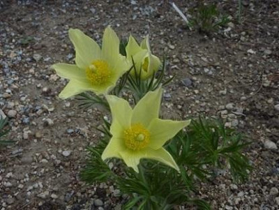 P.flavescens27.4.2015.jpg