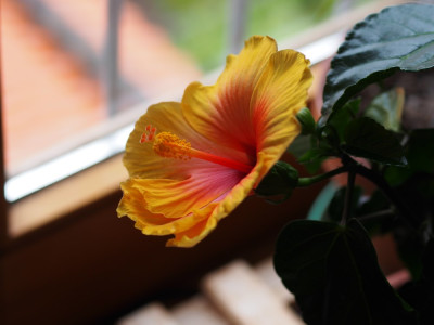 HibiskusNewApollo3_2015.jpg